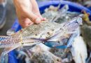 Pesca: tra granchio blu e vermocane pescatori ‘al palo’, attività ridotta con picchi dal 70 al 100%