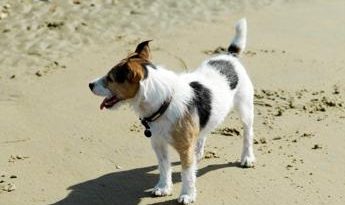 Vacanze al mare con cane, ecco le spiagge italiane più dog friendly