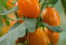 Nuova sfida sul mercato per Finagricola: dopo il pomodoro giallo, arriva il pomodoro datterino arancione dedicato ai consumatori