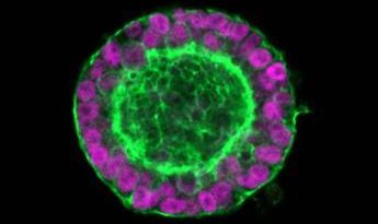 Ricerca: passo verso creazione cuore a partire da cellule staminali pluripotenti